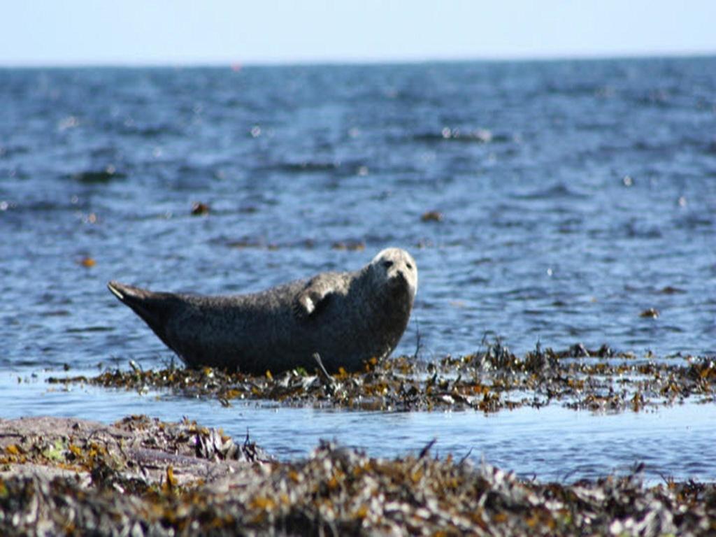 Karrawa Guest House Kirkwall Esterno foto